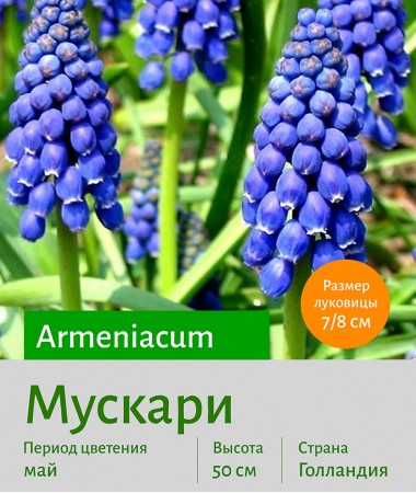  Мускари (Muscari) armeniacum